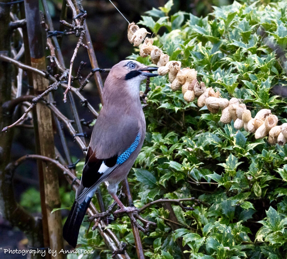 Vlaamse gaai - Vogels - Vlaamse gaai