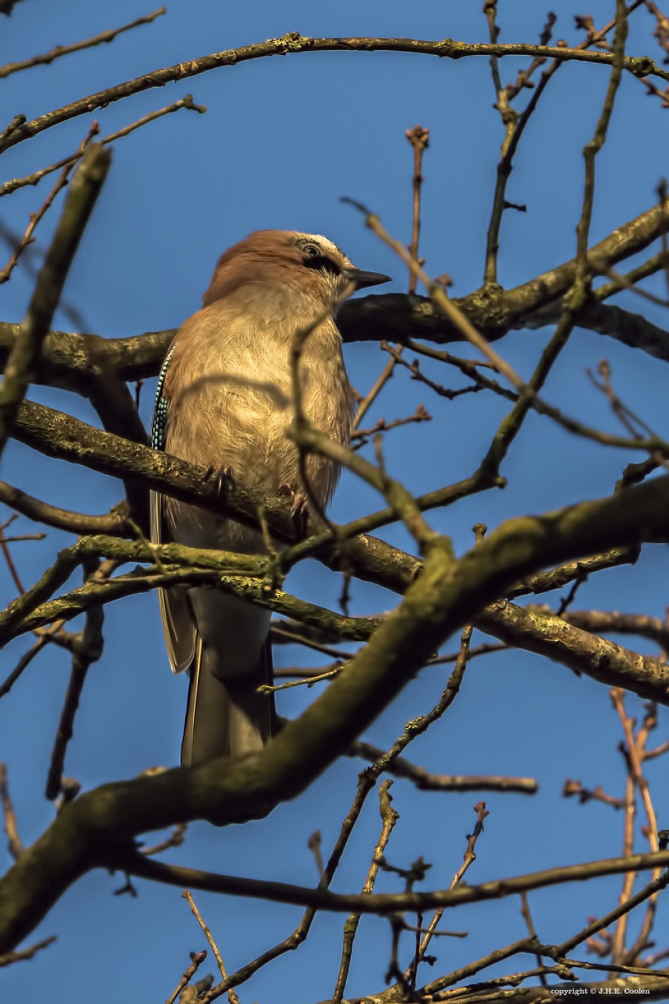 Vlaamse gaai - Vogels - Vlaamse gaai