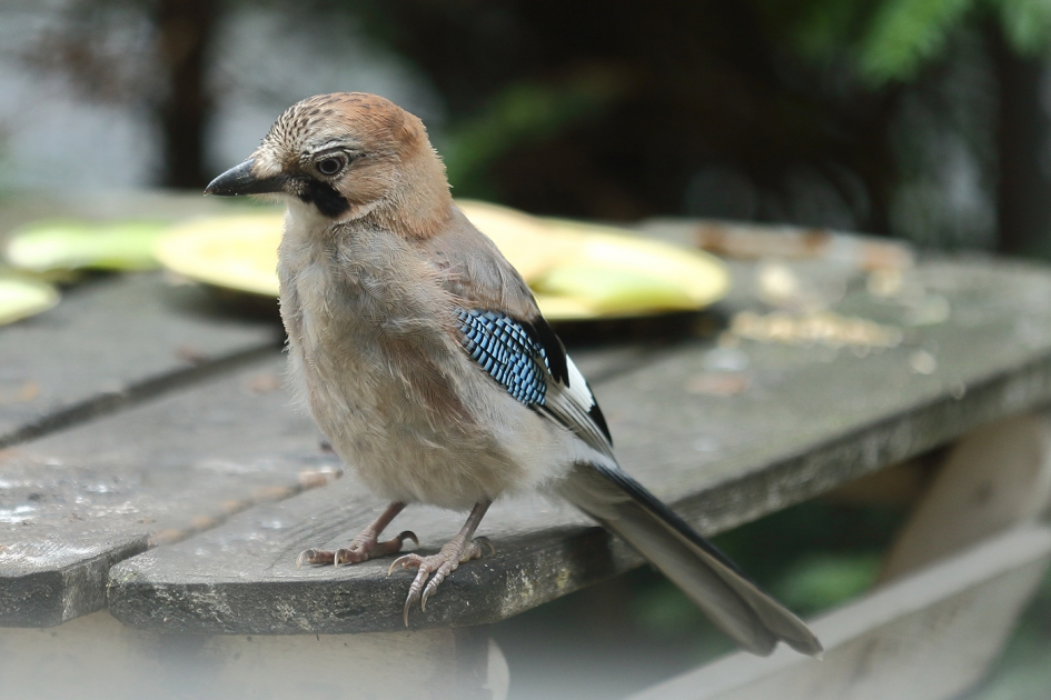 Vlaamse gaai op bezoek - Vogels - 