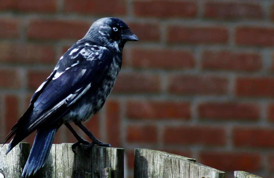 Vogels aan huis. - Vogels - kauw