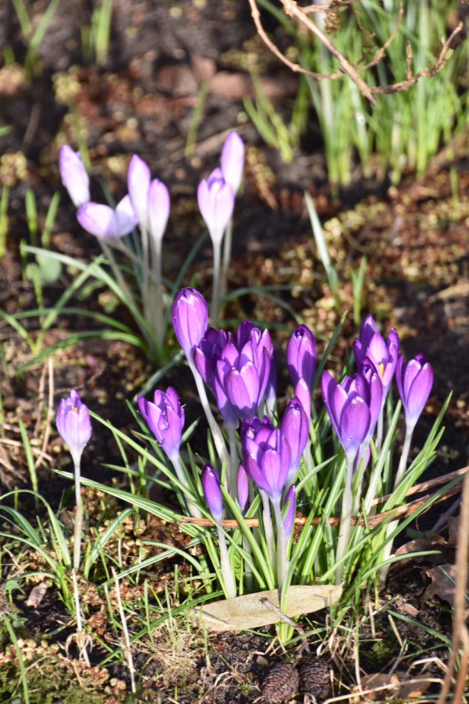Voorjaar - Planten - 