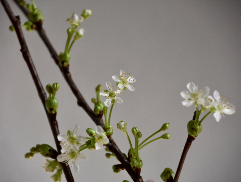 Voorjaarsbloesem - Planten - 