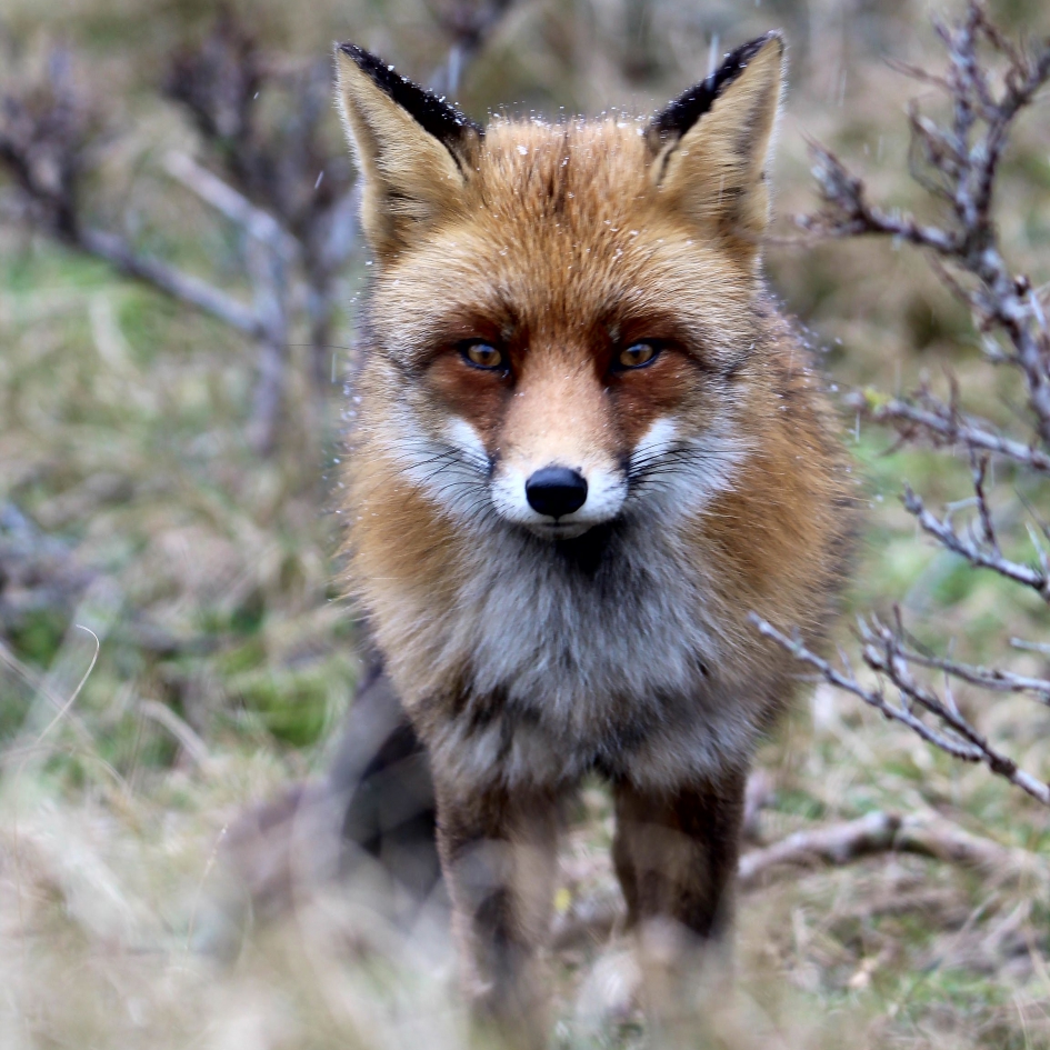 Vos - Zoogdieren - Vos