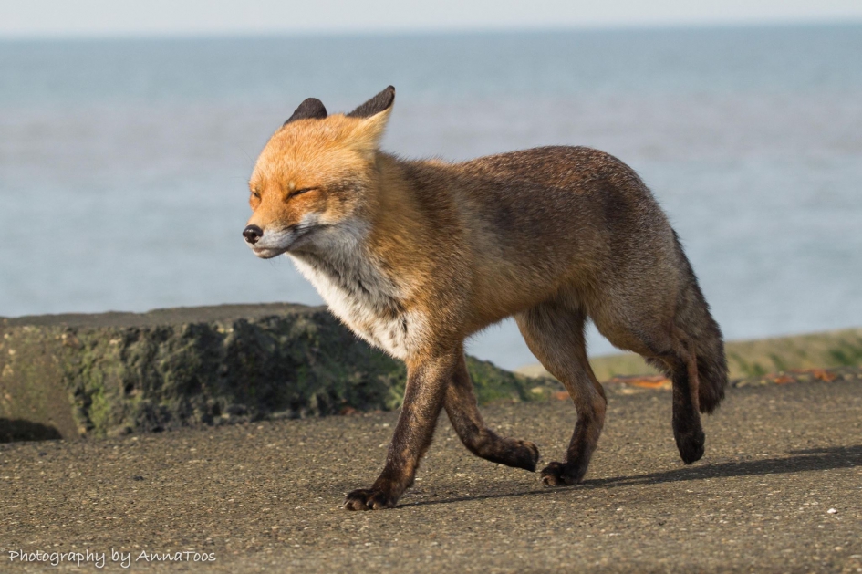 Vos - Zoogdieren - Vos