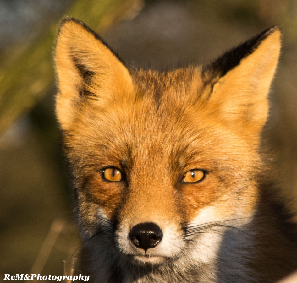 Vos portret. - Zoogdieren - Vos.