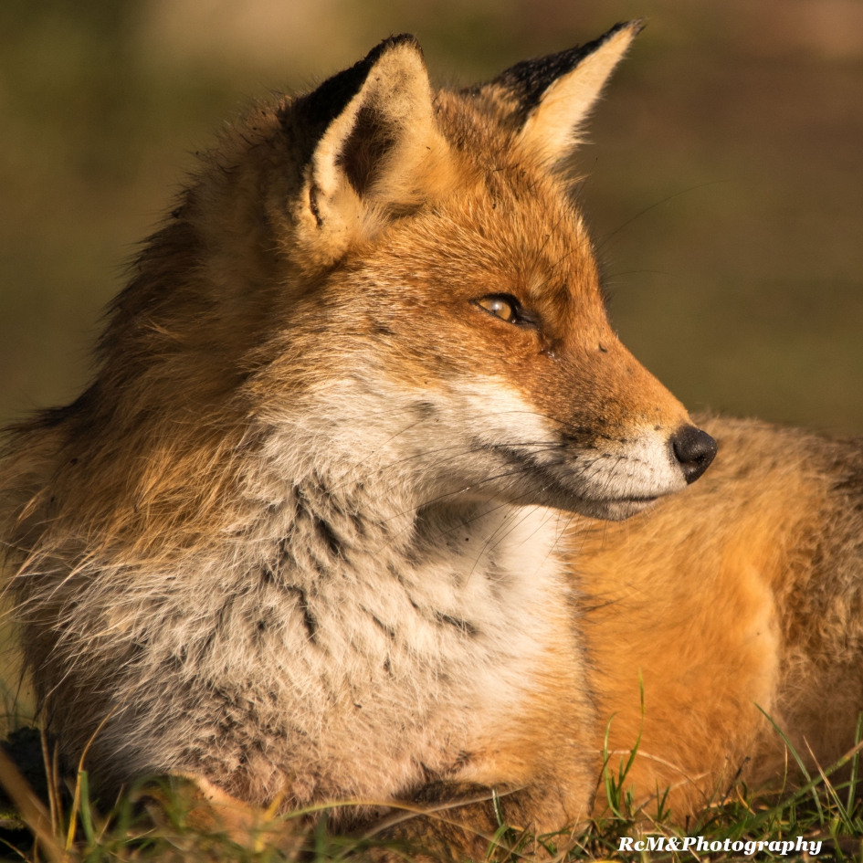 Vosje. - Zoogdieren - Vos