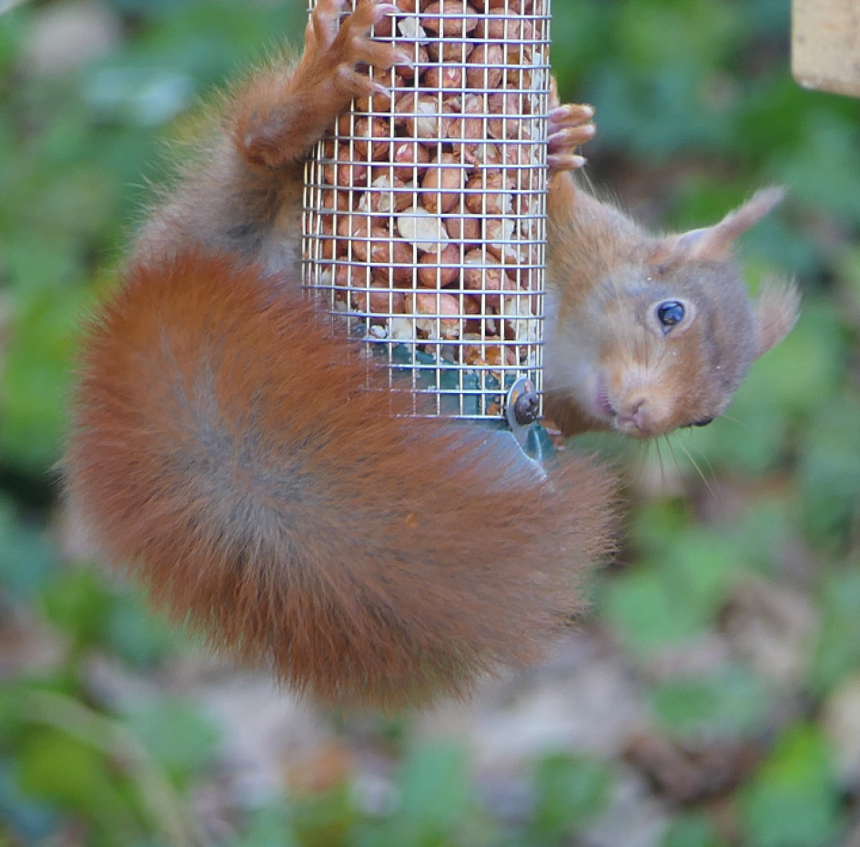 Vreemde vogel - Zoogdieren - Eekhoorn