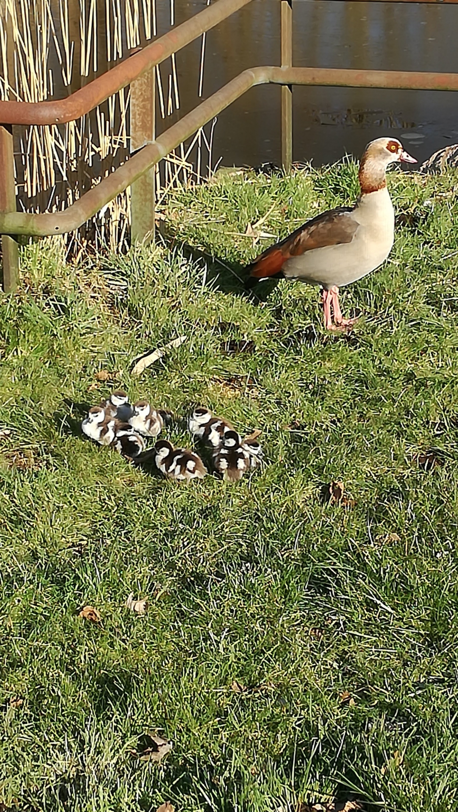 Vroege vogel - Vogels - 