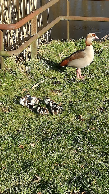 Vroege vogel