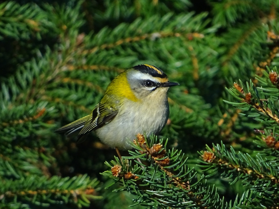 Vuurgoudhaantje - Vogels - Vuurgoudhaan