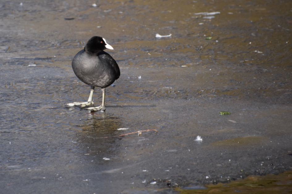 Waar blijven ze nou... - Vogels - 