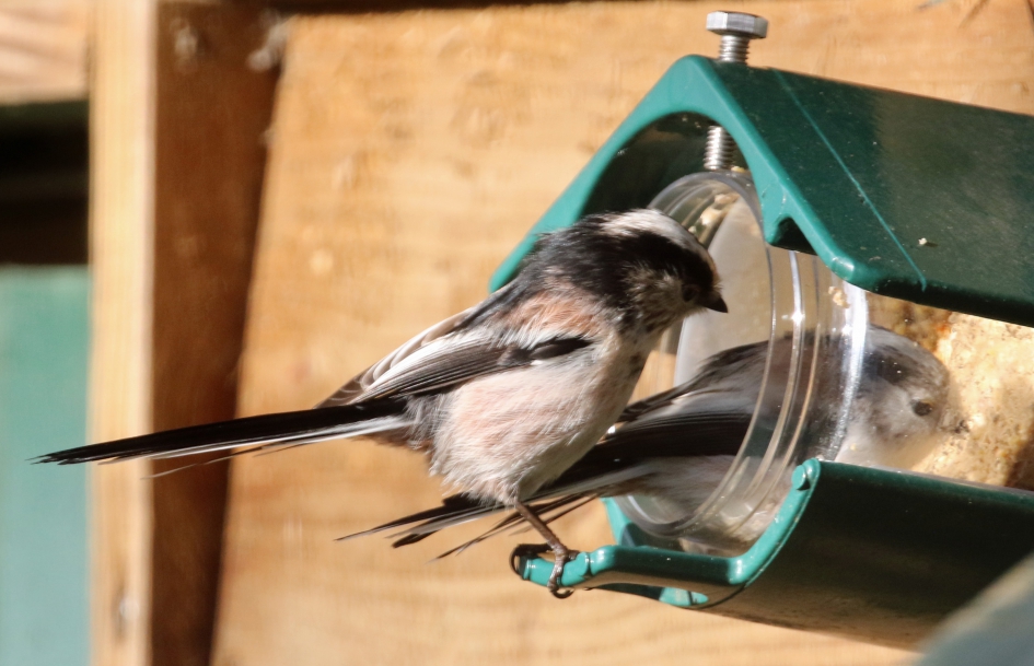 Wanneer is het mijn beurt? - Vogels - Staartmezen
