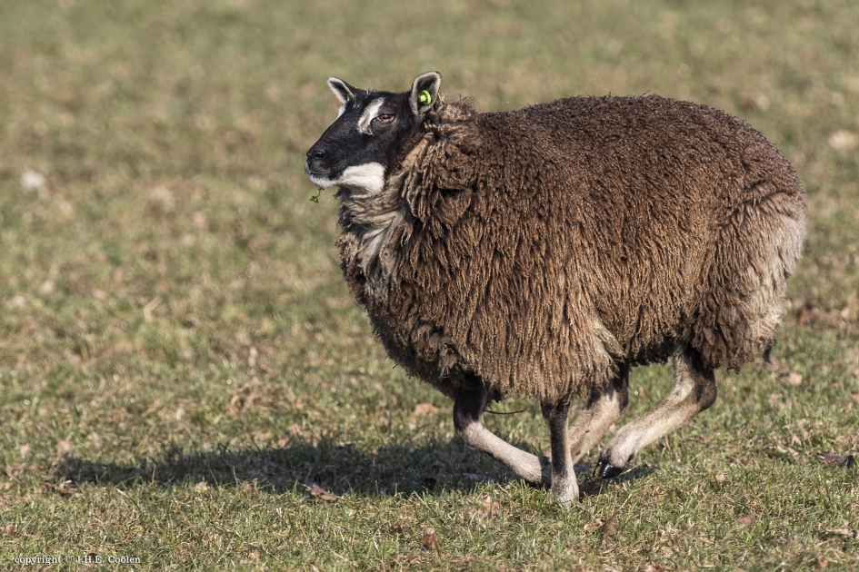 Warm lopen - Zoogdieren - Schaap