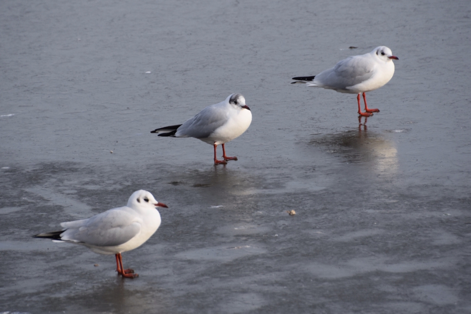 Wat doen we hier.. - Vogels - 