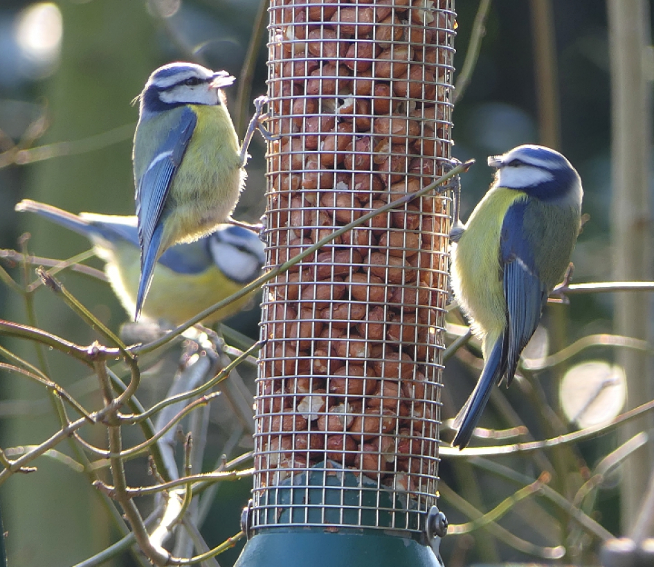 Wat een drukte. - Vogels - Pimpelmees