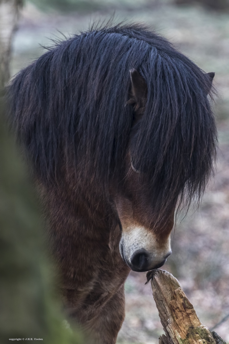 Wat ruik ik... - Zoogdieren - Exmoorpony
