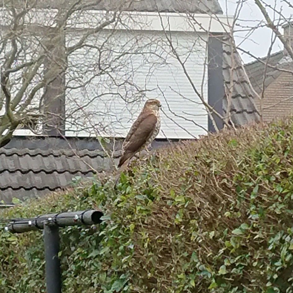 Wat voor roofvogel is dit? - Vogels - 