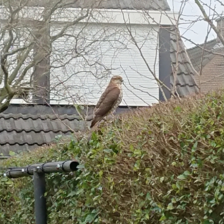 Wat voor roofvogel is dit?