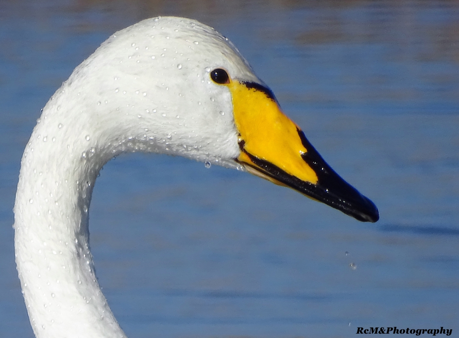 Waterdruppels op de hals, van de wilde zwaan. - Vogels - Wilde zwaan