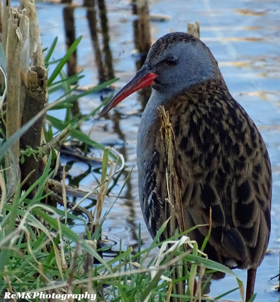 Waterral - Vogels - Waterral