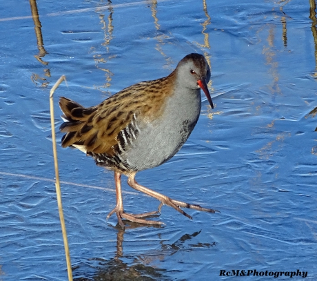 Waterral loopt over het ijs.