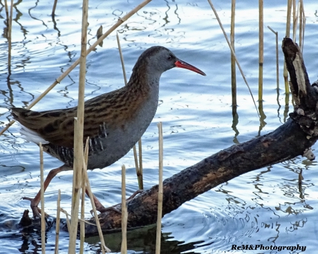 Waterral op de stok.