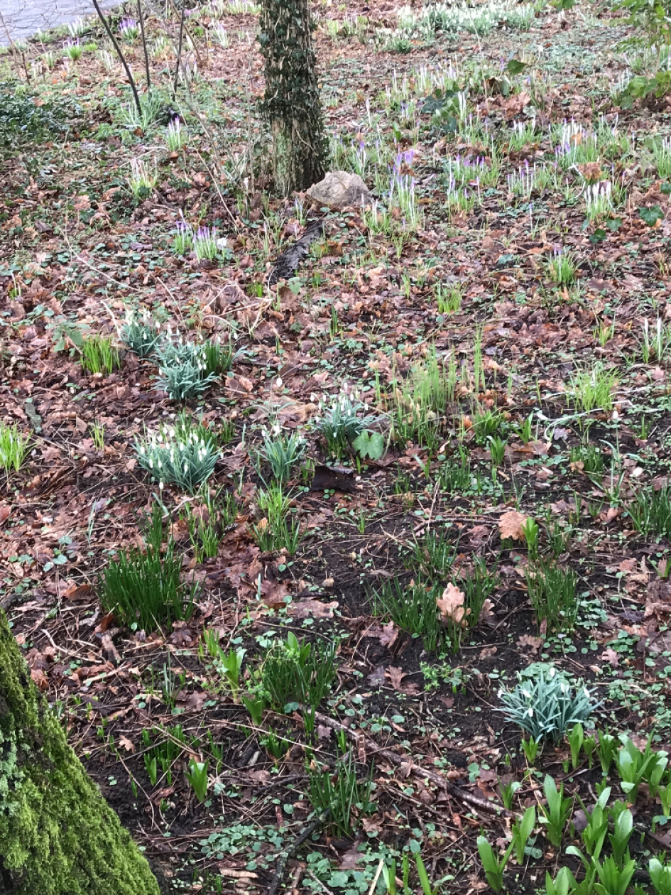 We kunnen nog veel meer verwachten.. - Planten - 