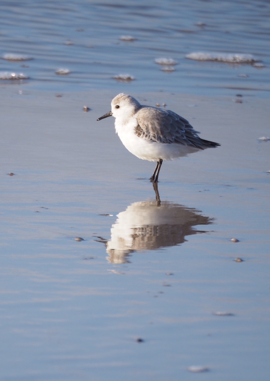 Weerspiegeling - Vogels - Strandloper