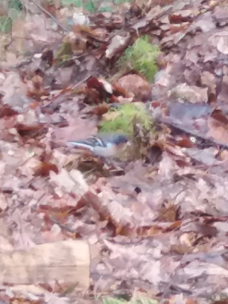 welke vogel is dit?