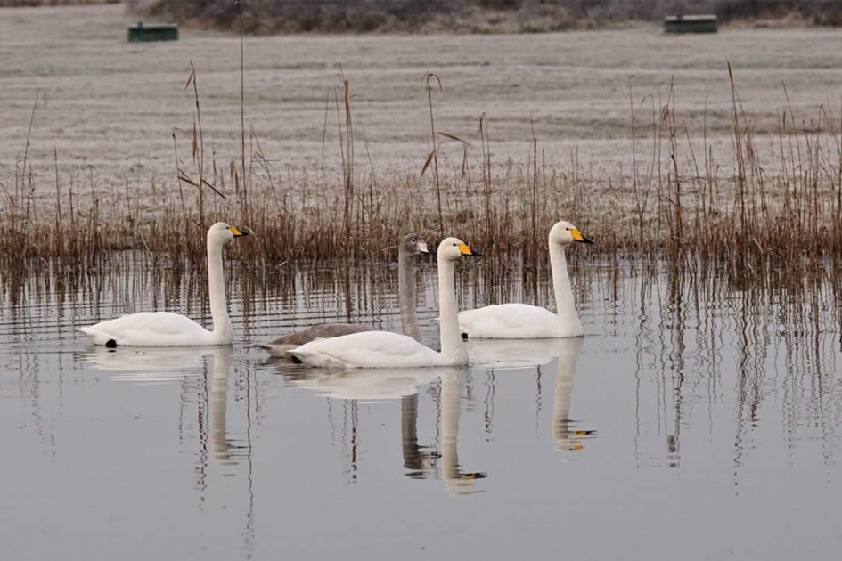 Wilde zwaan - Vogels - Wilde zwaan