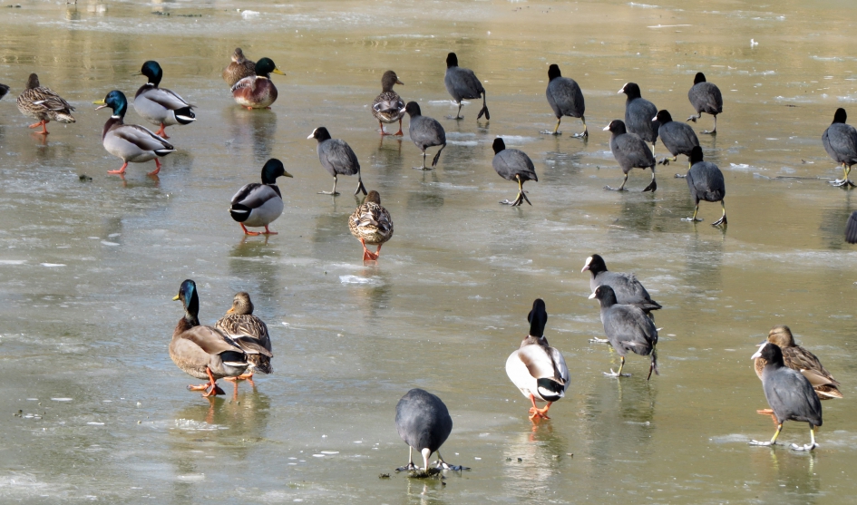 Winters plaatje - Vogels - Meerkoeten en wilde eenden
