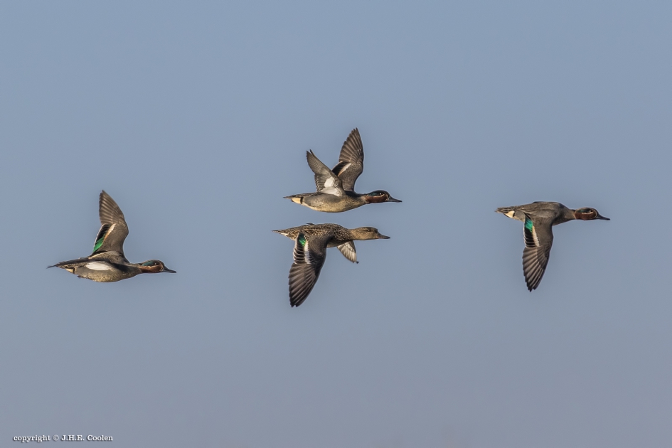 Wintertaling - Vogels - Wintertaling