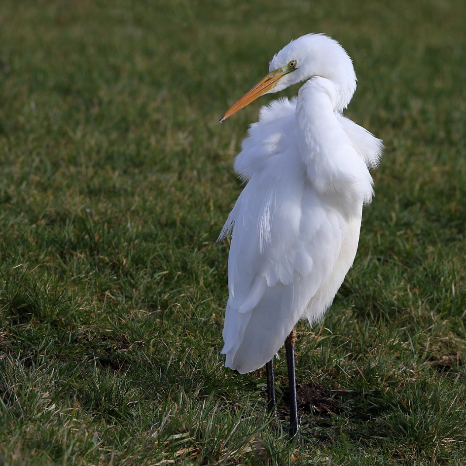 Wit - Vogels - Grote Zilverreiger