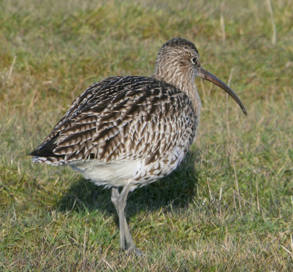 Wulp - Vogels - Wulp