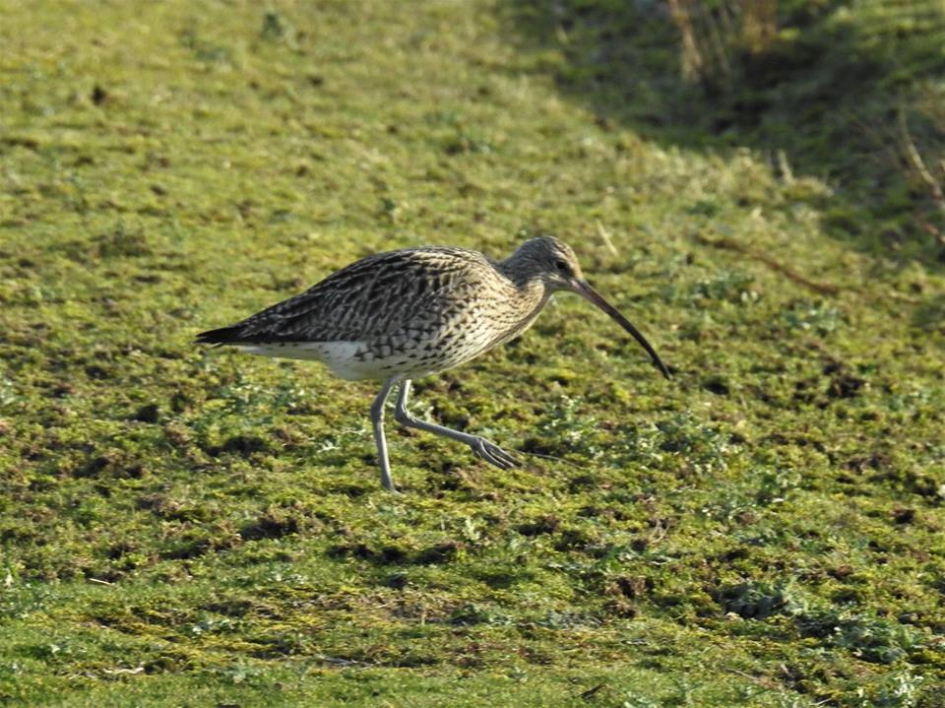 Wulp foerageert in een weiland - Vogels - Wulp