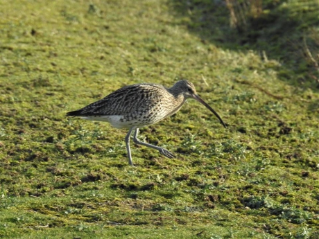 Wulp foerageert in een weiland