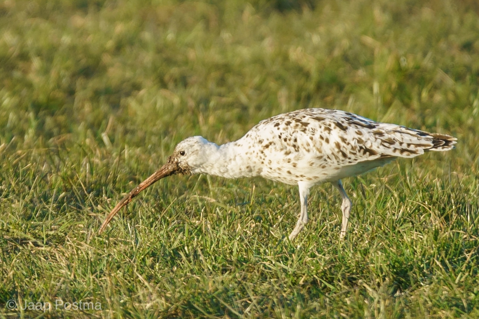 Wulp met leucisme - Vogels - Wulp