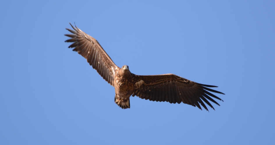 zeearend - Vogels - zeearend
