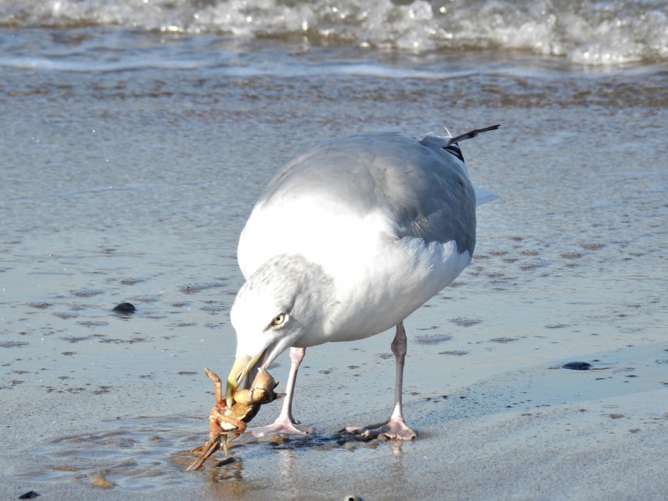 Zilvermeeuw heeft een aangespoelde krab te pakken. - Vogels - Zilvermeeuw