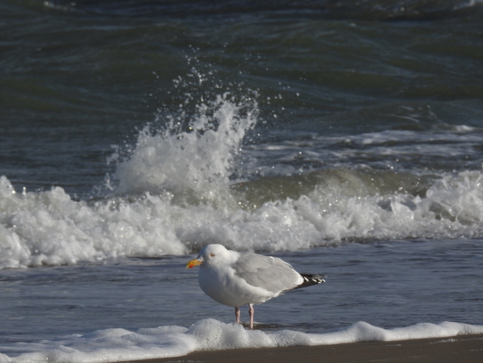Zilvermeeuw in de branding - Vogels - Zilvermeeuw