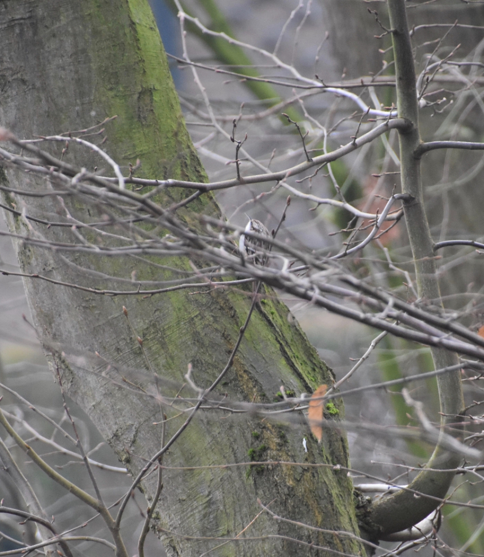 Zoekplaatje - Vogels - 