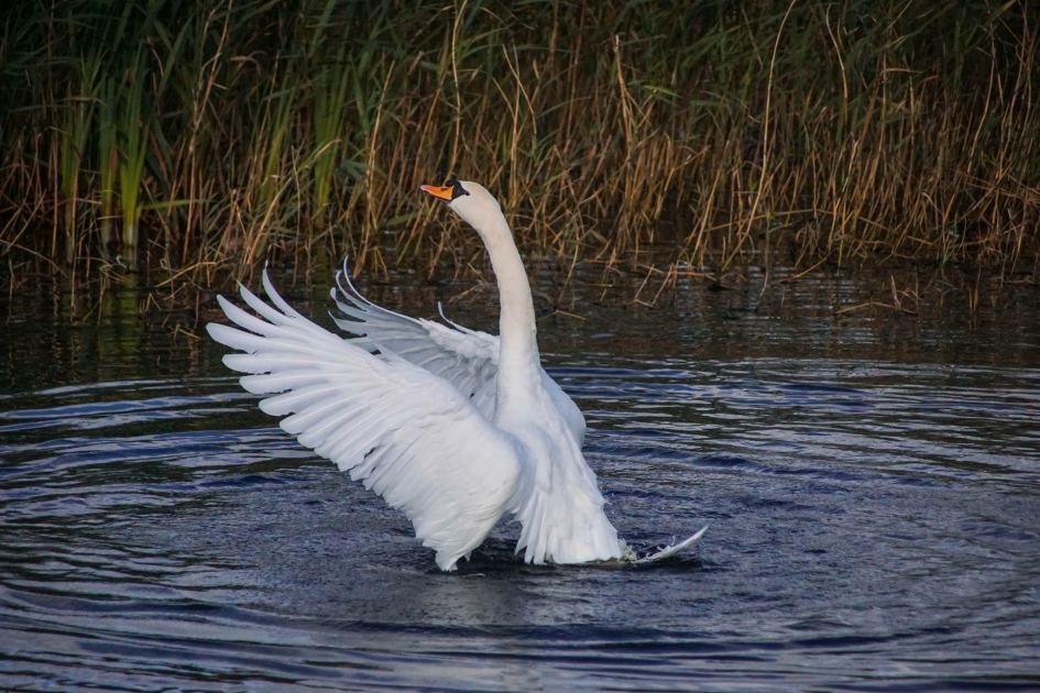 Zwaan - Vogels - Knobbelzwaan