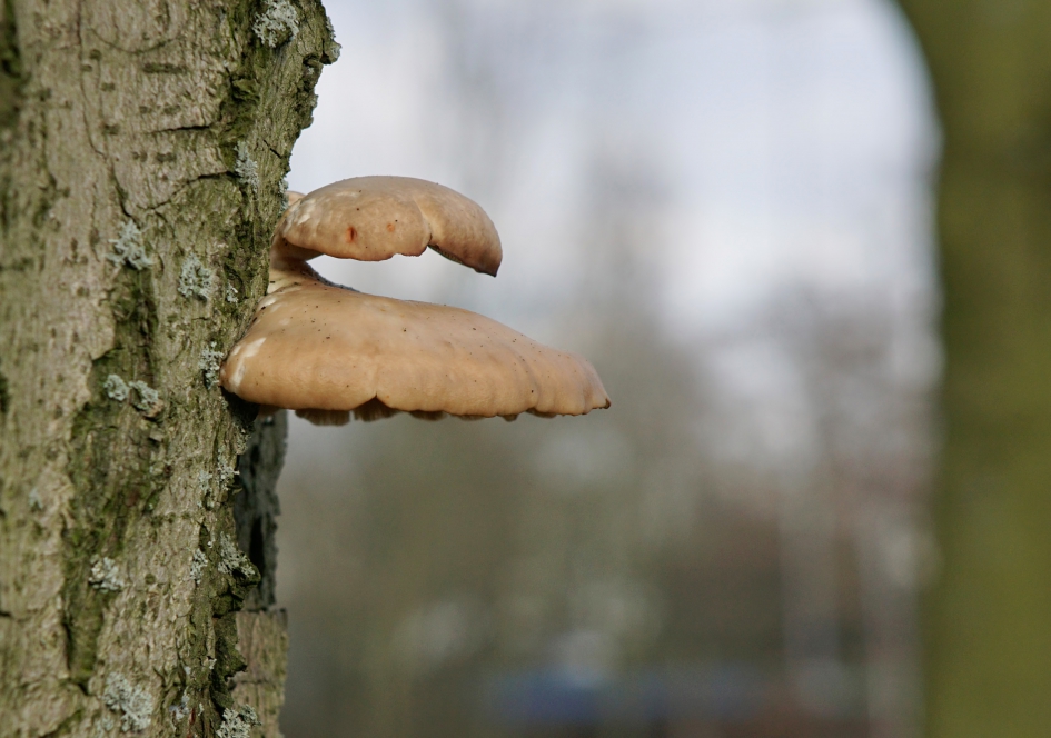 Zwammen - Schimmels - 