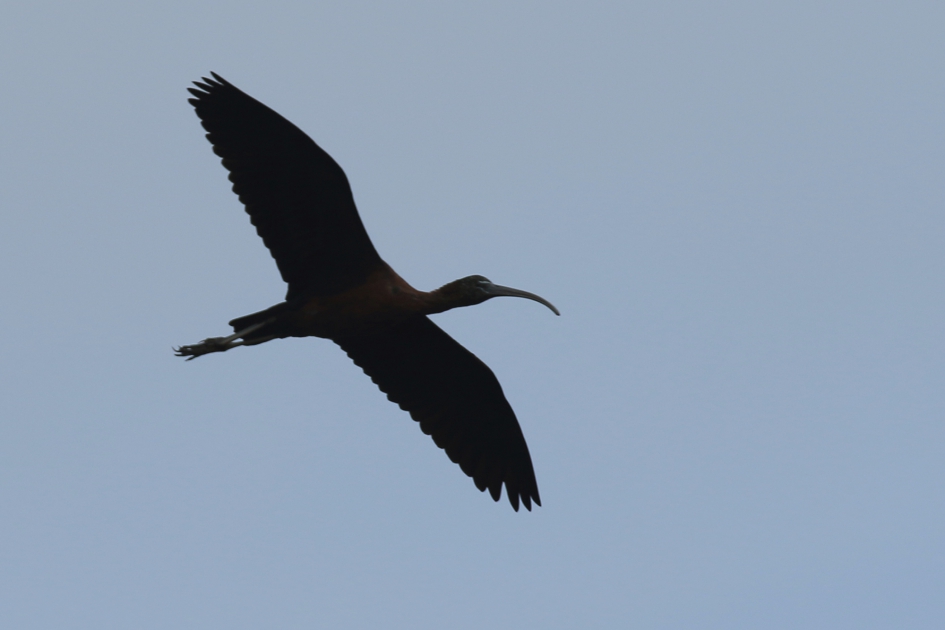 zwarte ibis - Vogels - 