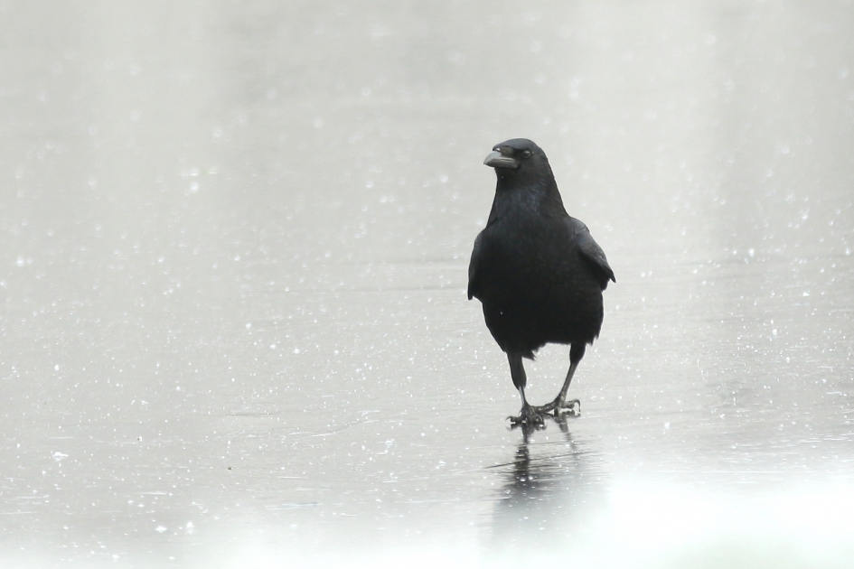 zwarte kraai - Vogels - 