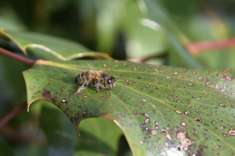 Zweefvlieg? - Geleedpotigen - 