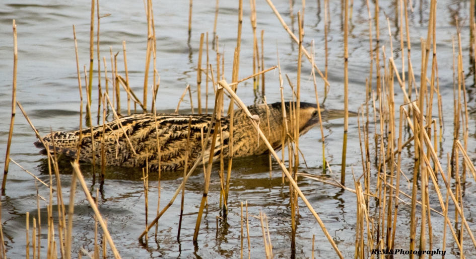 Zwemmende roedomp - Vogels - Roerdomp