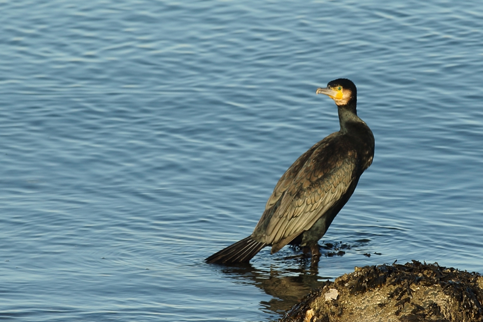 aalscholver - Vogels - 