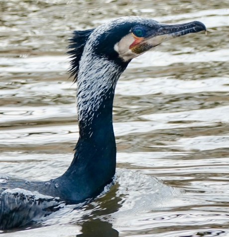 Aalscholver man in baltskleed