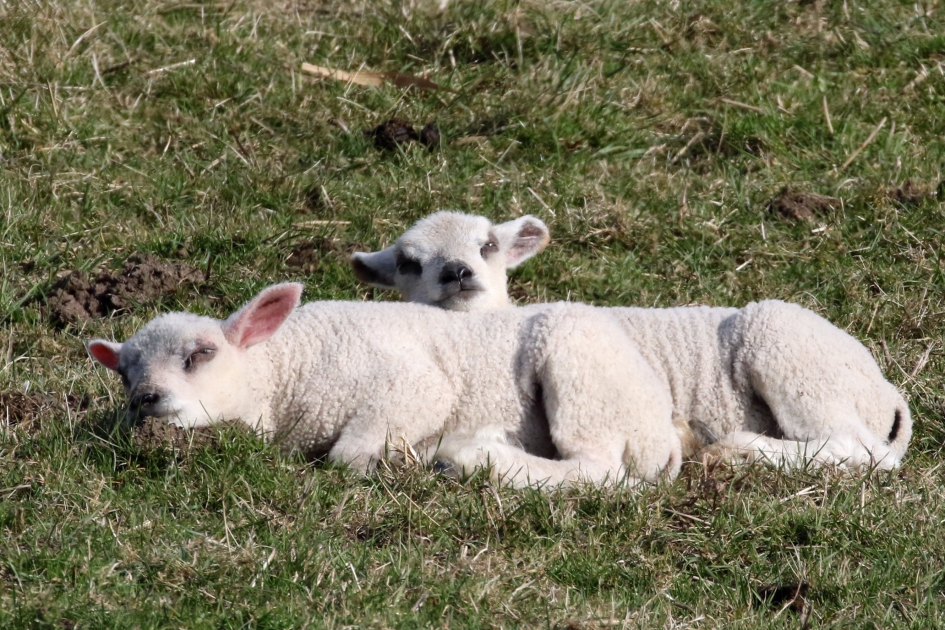 Ahhh... Lente.... - Zoogdieren - 